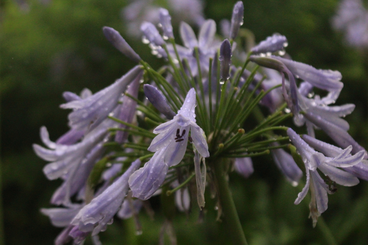 f:id:encyclopediaofweeds:20210928005848j:plain