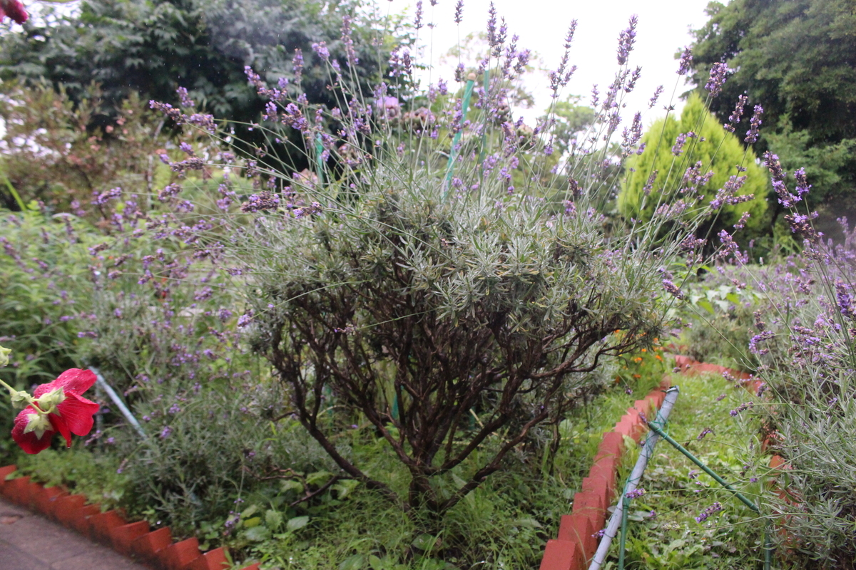 f:id:encyclopediaofweeds:20210928005954j:plain