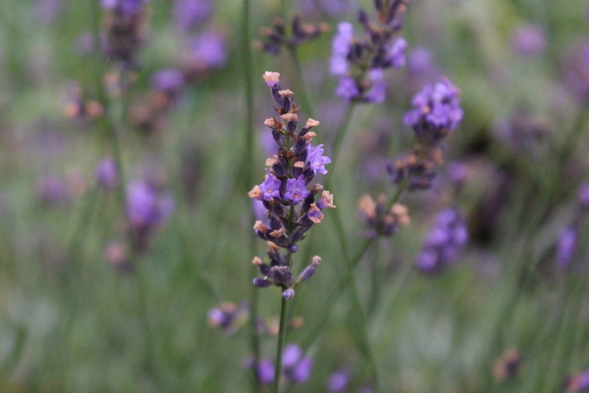 f:id:encyclopediaofweeds:20210928010007j:plain