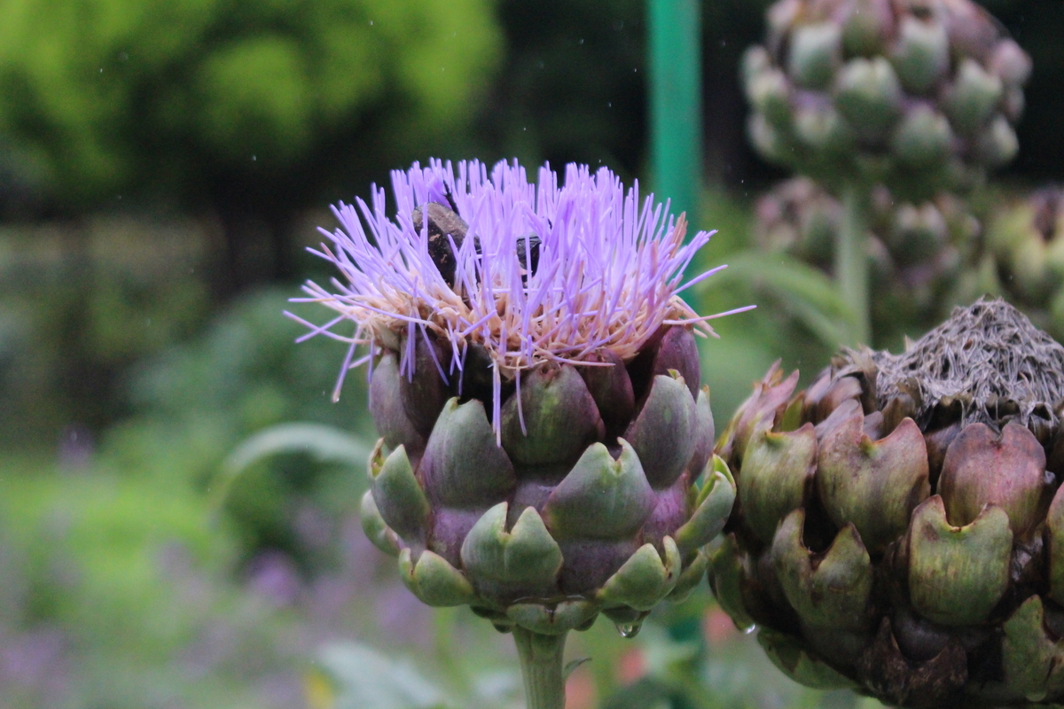 f:id:encyclopediaofweeds:20210928010036j:plain