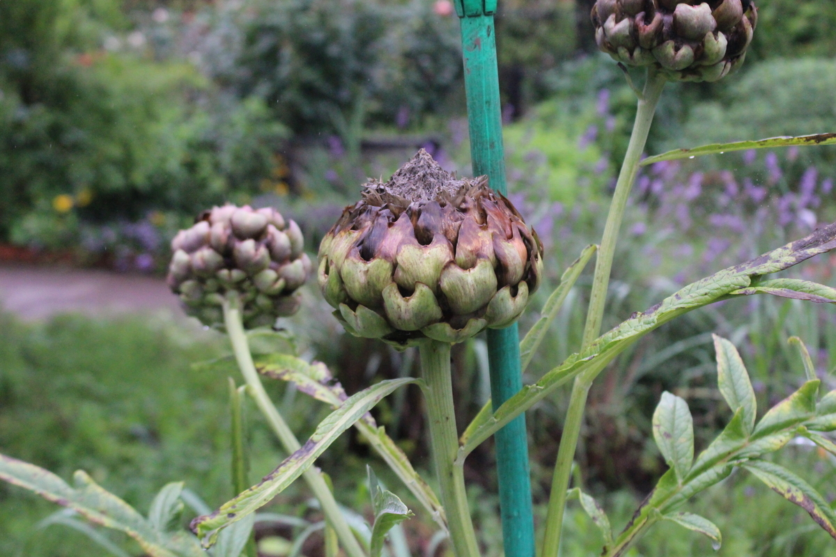 f:id:encyclopediaofweeds:20210928010049j:plain