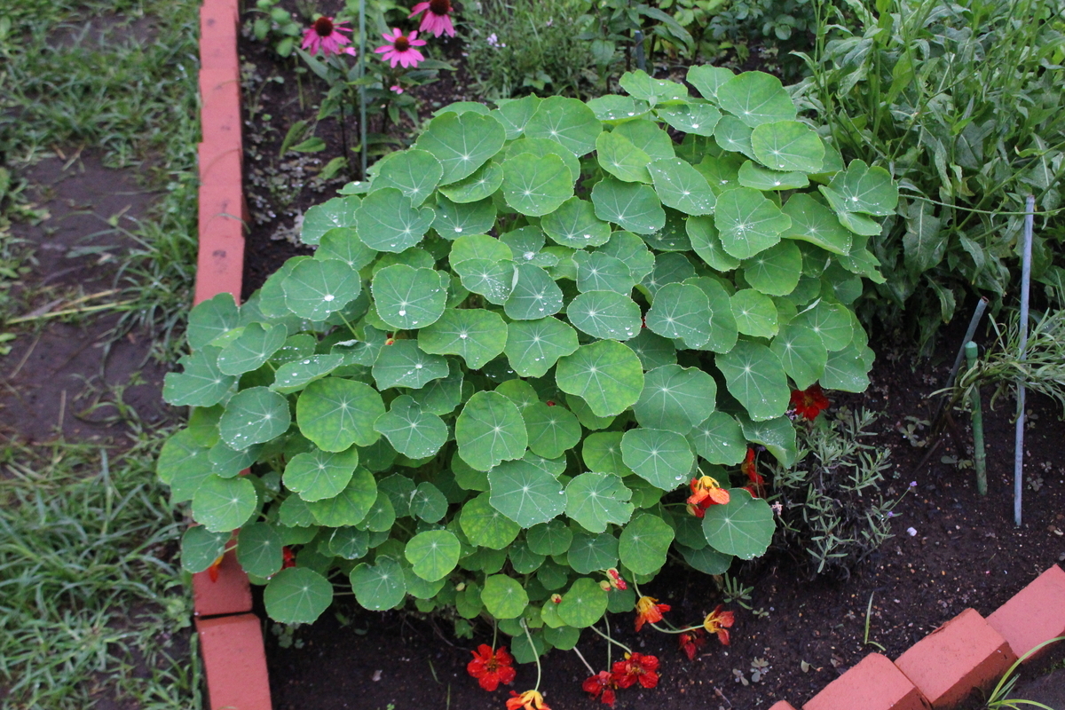 f:id:encyclopediaofweeds:20210928010319j:plain