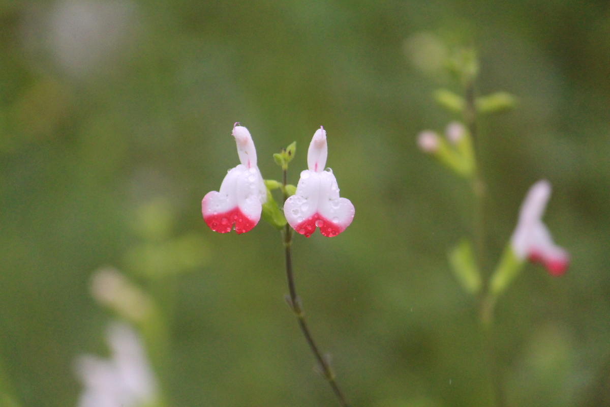 f:id:encyclopediaofweeds:20210928010624j:plain
