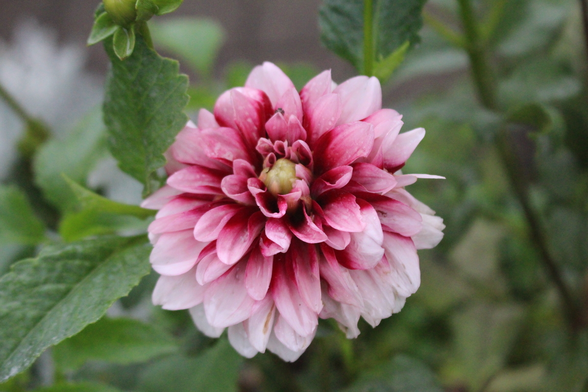 f:id:encyclopediaofweeds:20210928010805j:plain