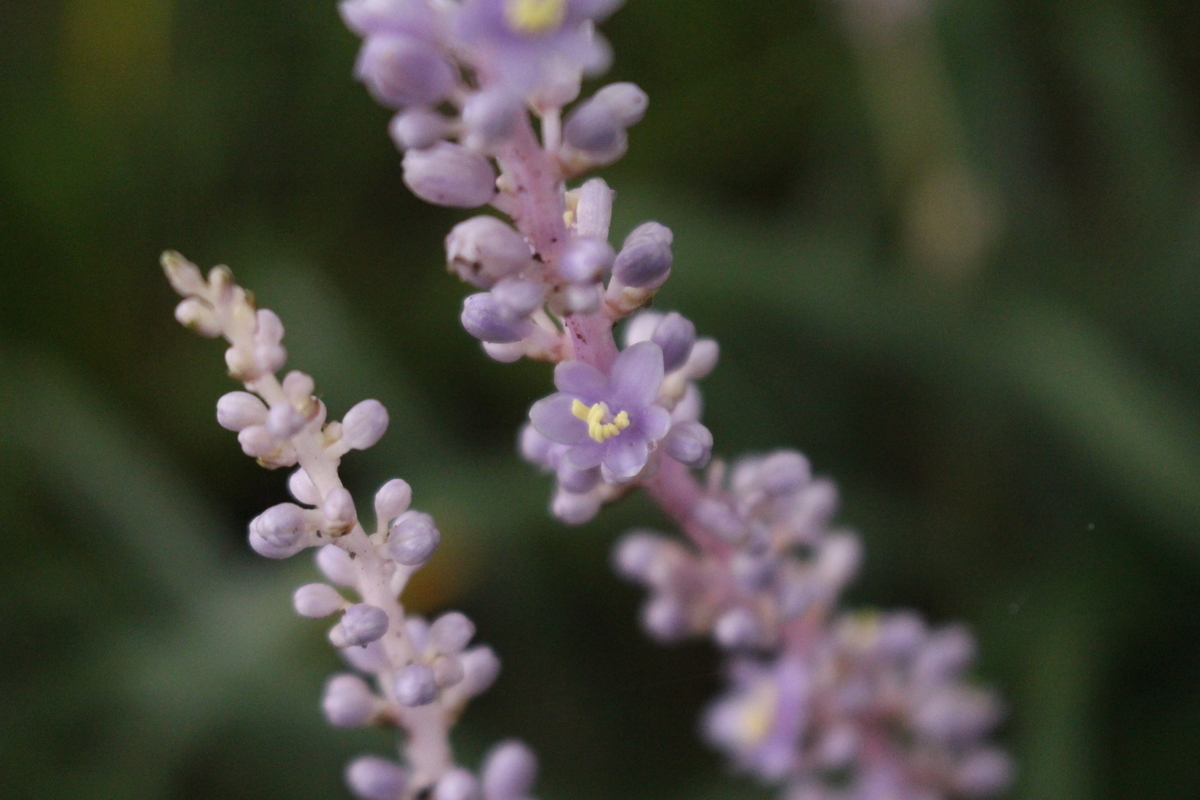 f:id:encyclopediaofweeds:20210928011137j:plain