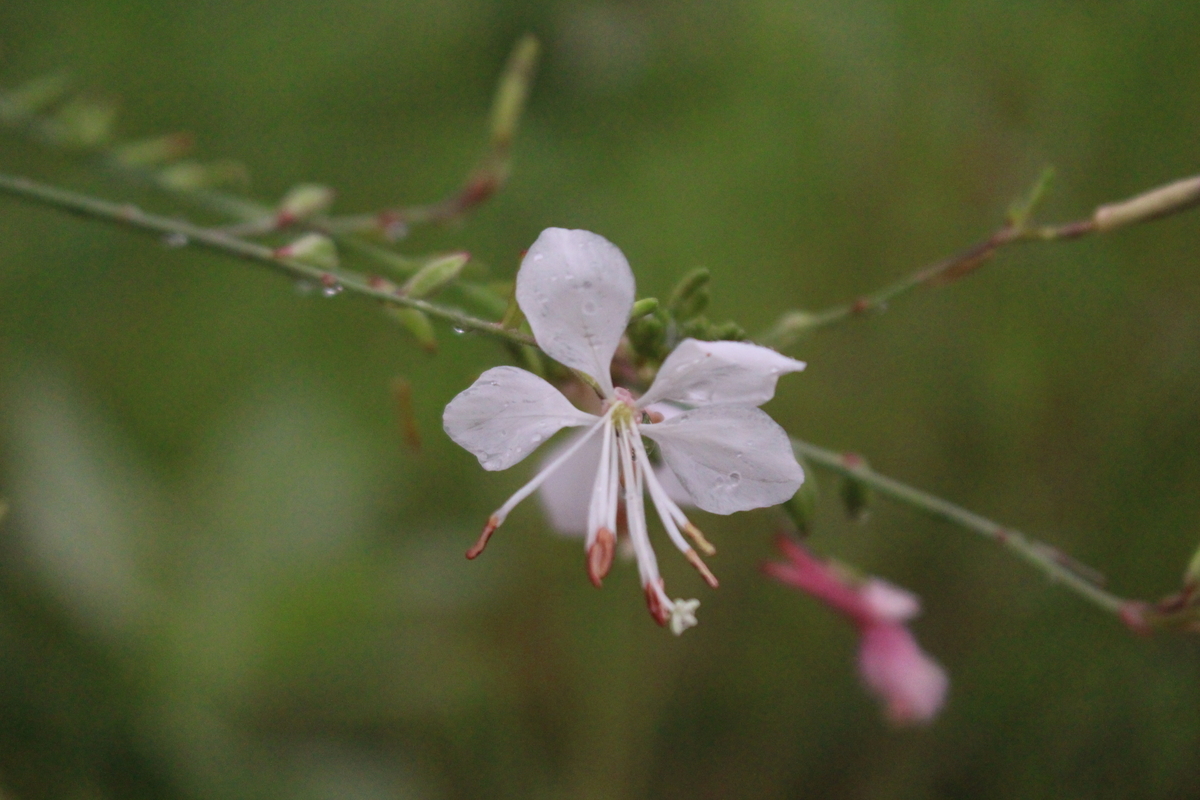 f:id:encyclopediaofweeds:20210928011412j:plain