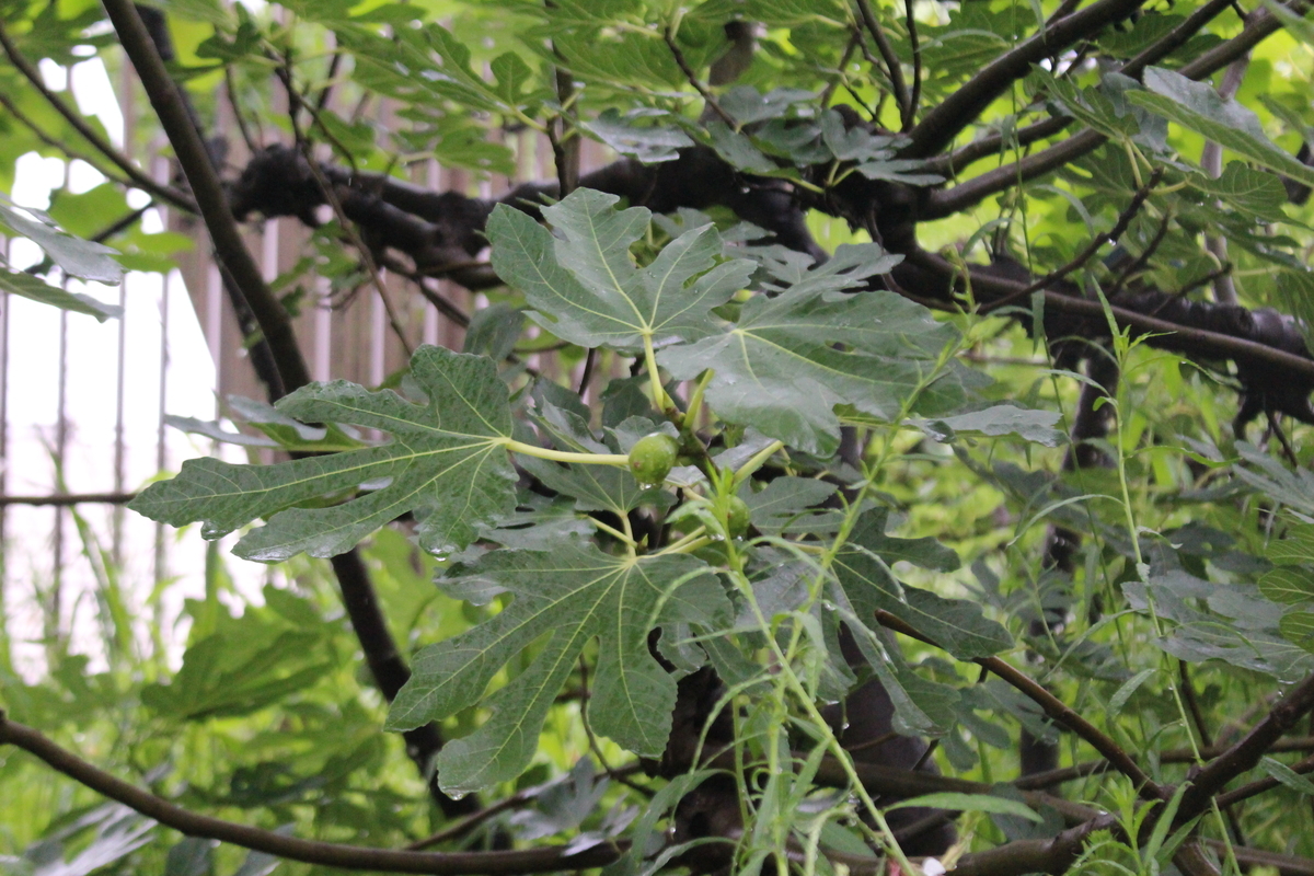 f:id:encyclopediaofweeds:20210928011434j:plain