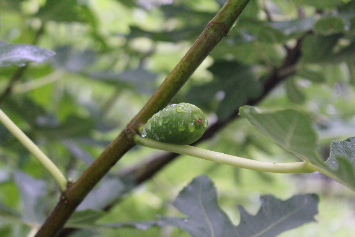 f:id:encyclopediaofweeds:20210928011447j:plain