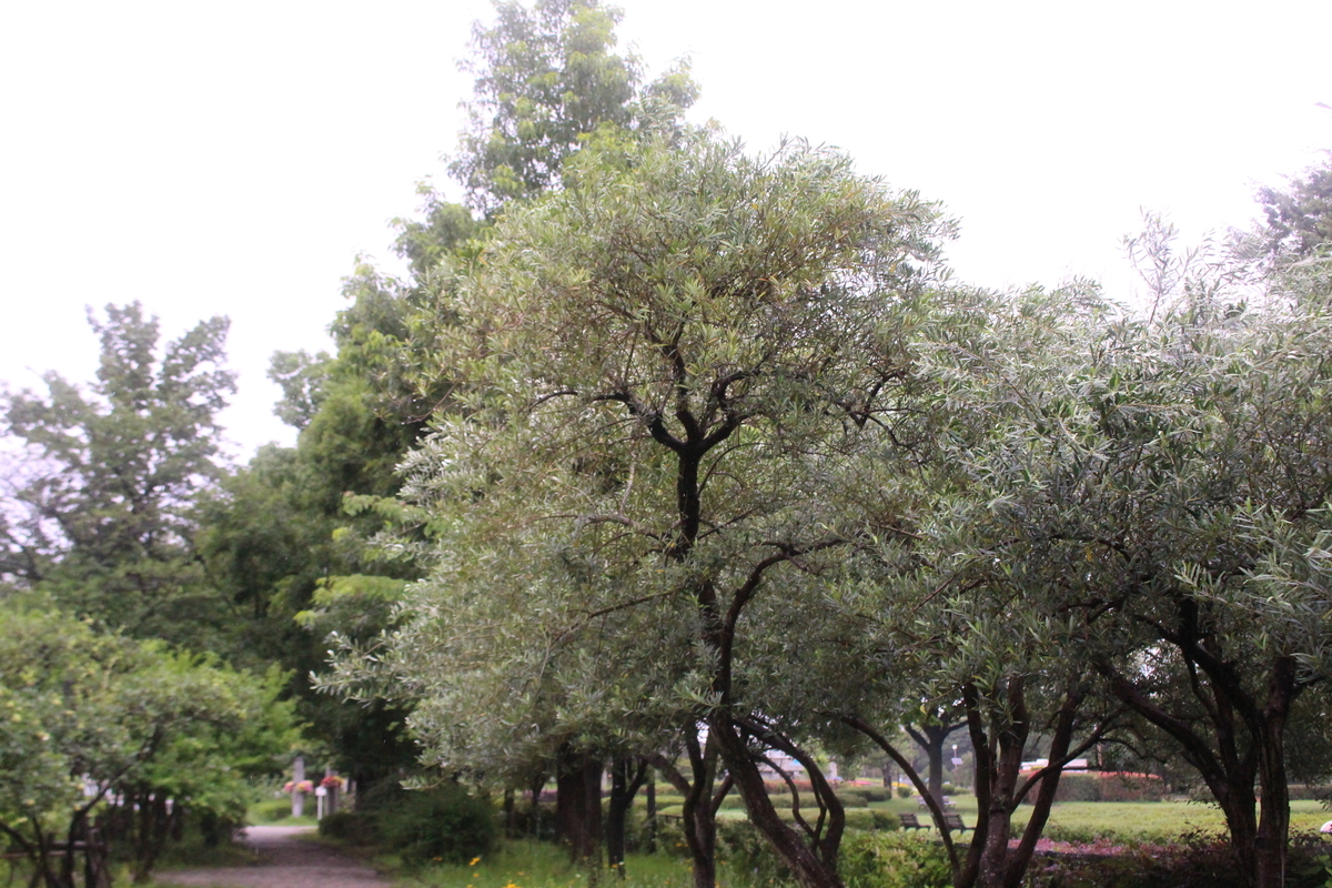 f:id:encyclopediaofweeds:20210928011509j:plain