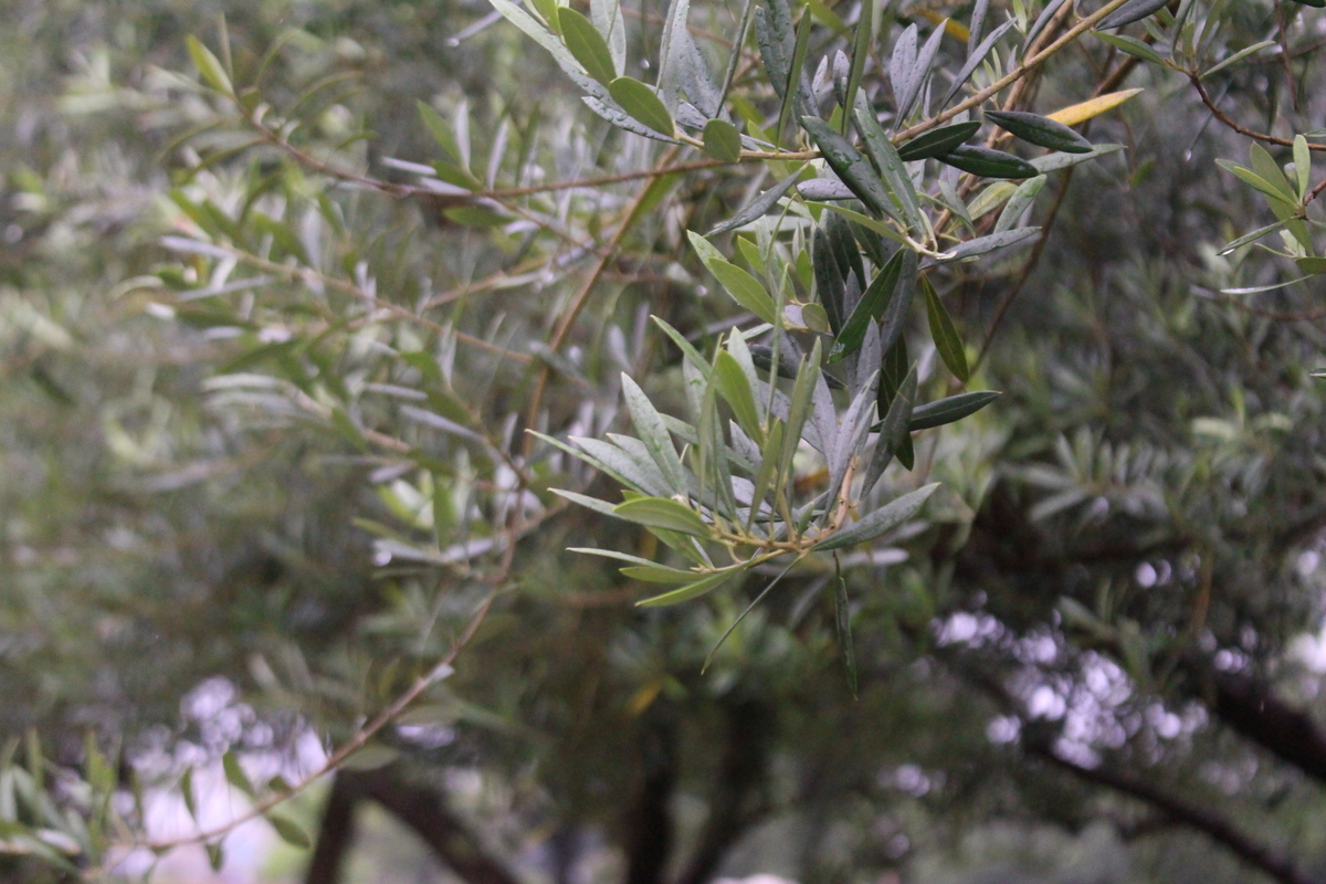 f:id:encyclopediaofweeds:20210928011521j:plain