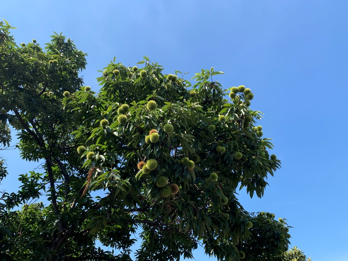 f:id:encyclopediaofweeds:20210928020925j:plain