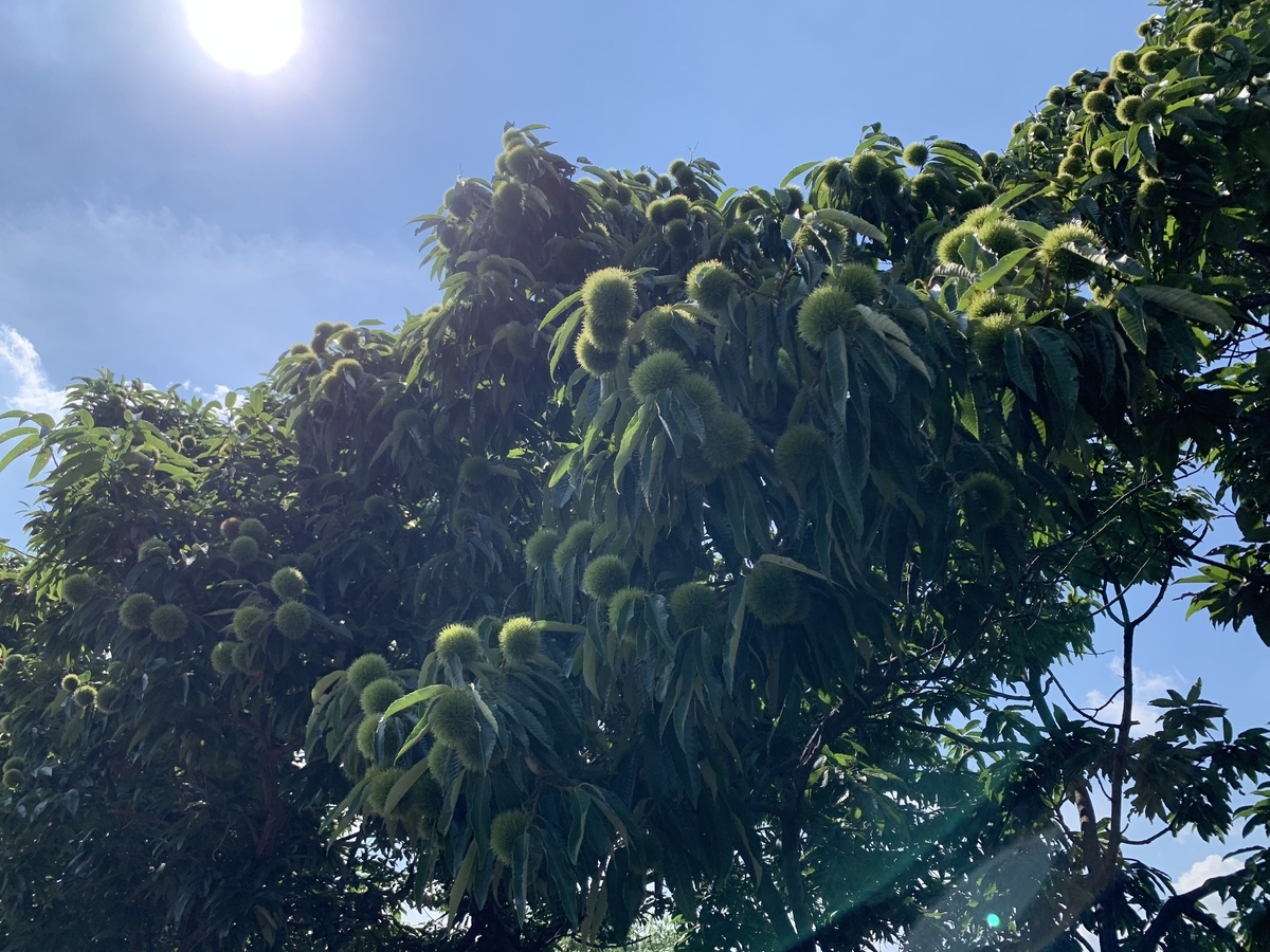 f:id:encyclopediaofweeds:20210928020933j:plain