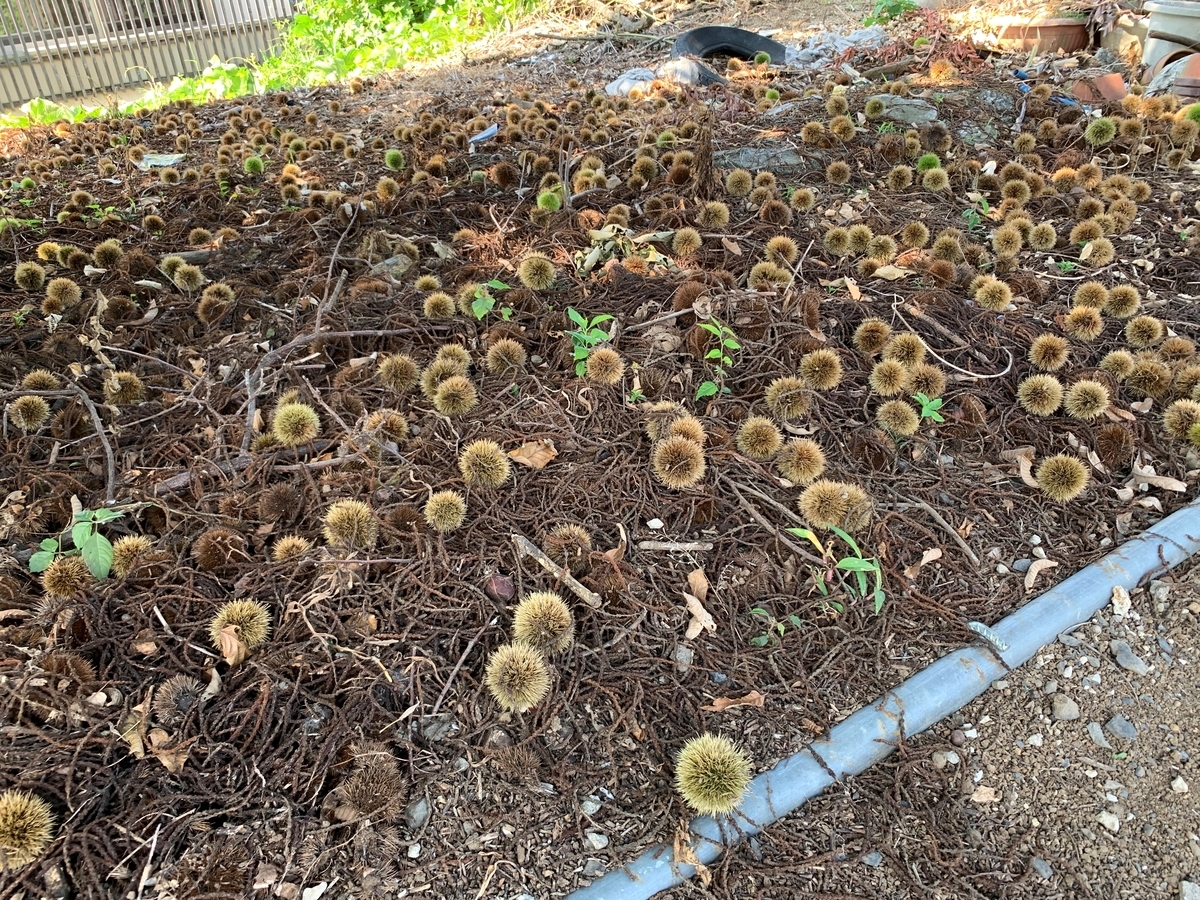 f:id:encyclopediaofweeds:20210928021041j:plain