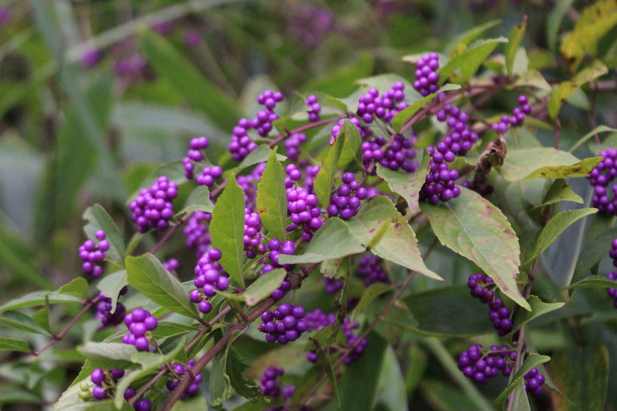 f:id:encyclopediaofweeds:20210928233145j:plain