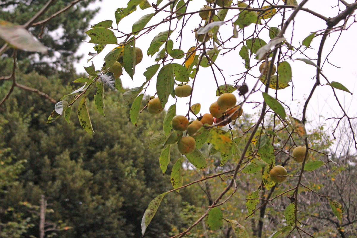 f:id:encyclopediaofweeds:20210928234054j:plain
