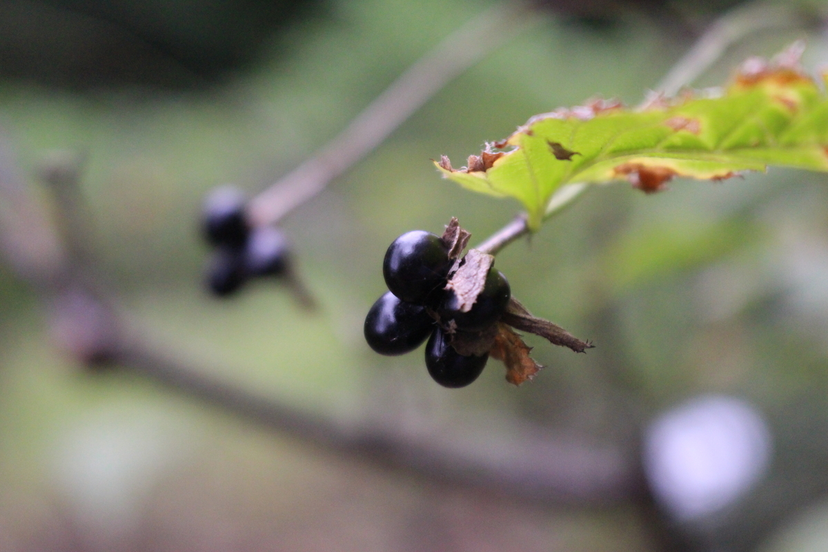 f:id:encyclopediaofweeds:20210928234411j:plain