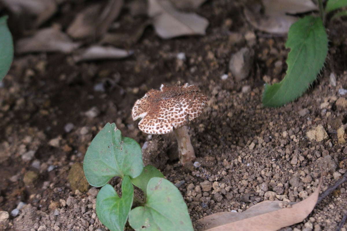 f:id:encyclopediaofweeds:20210928234837j:plain