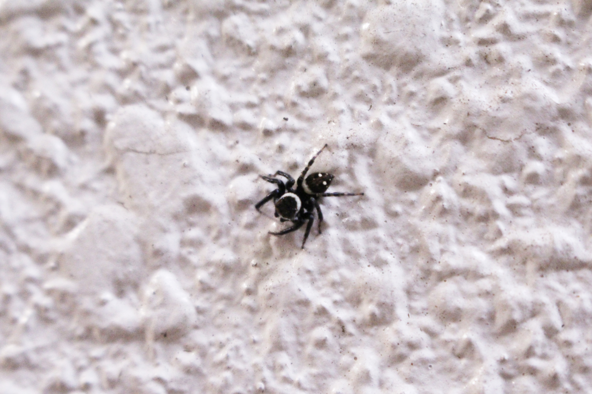 f:id:encyclopediaofweeds:20210929000143j:plain