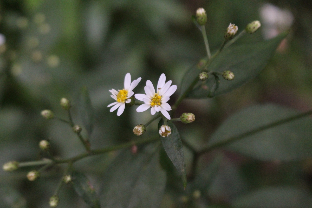f:id:encyclopediaofweeds:20210929000842j:plain