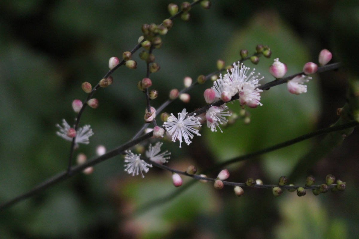 f:id:encyclopediaofweeds:20210929000959j:plain