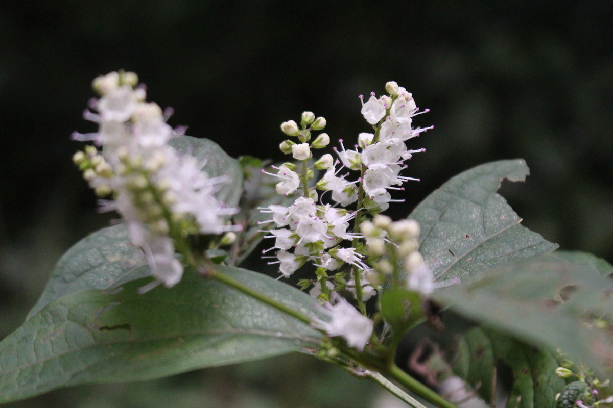 f:id:encyclopediaofweeds:20210929001204j:plain