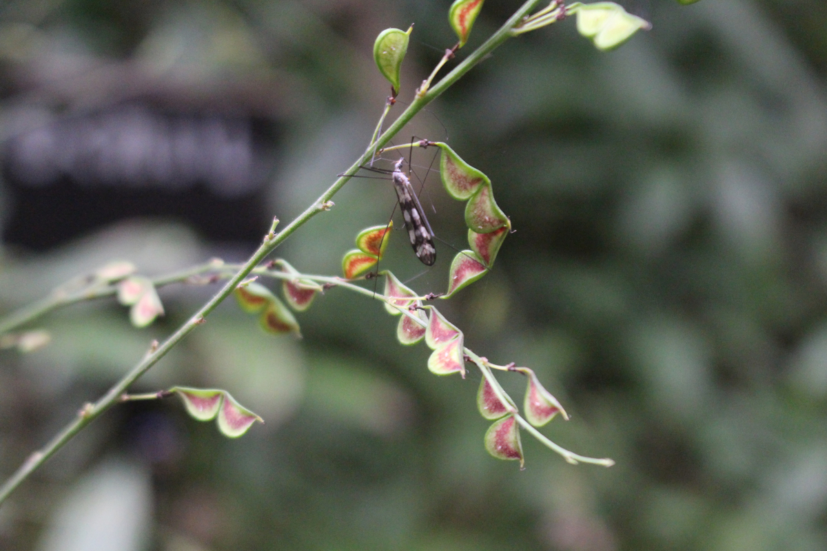 f:id:encyclopediaofweeds:20210929001836j:plain