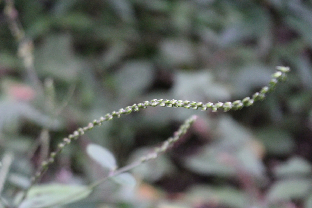 f:id:encyclopediaofweeds:20210929001956j:plain