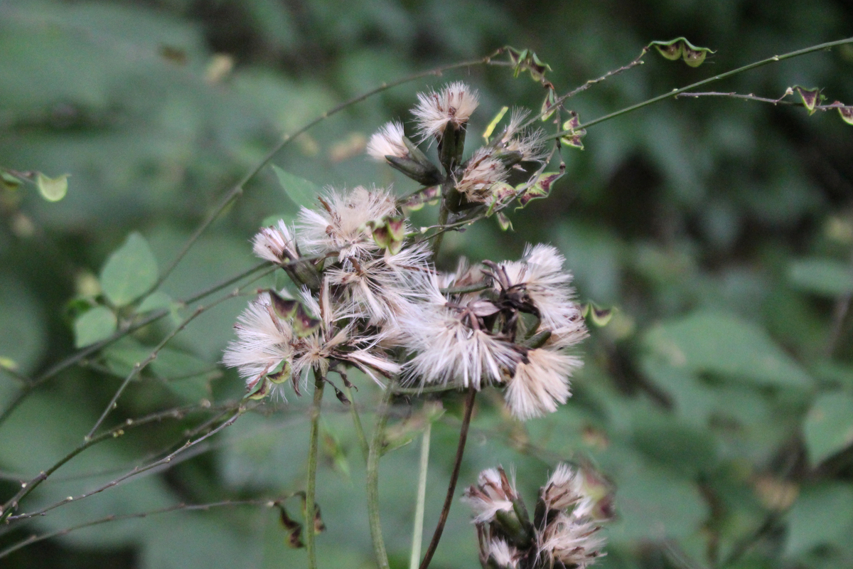 f:id:encyclopediaofweeds:20210929002442j:plain