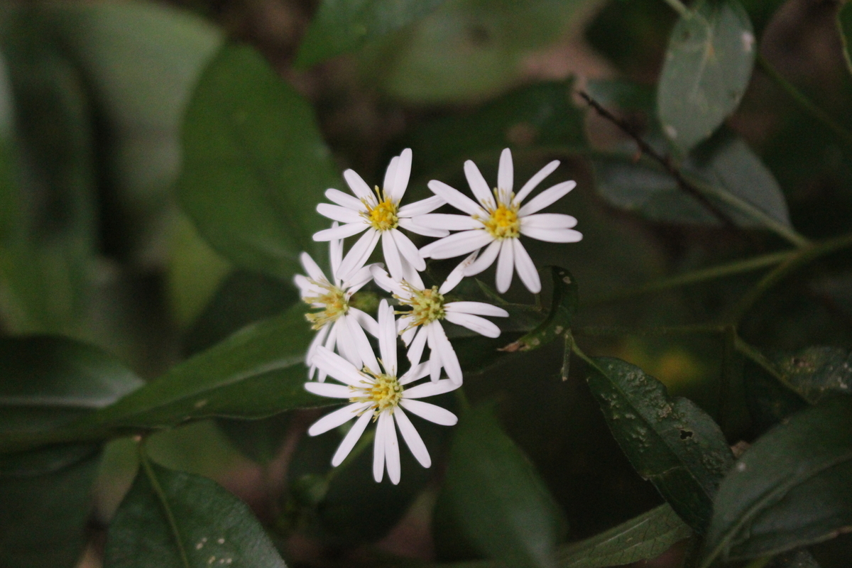 f:id:encyclopediaofweeds:20210929002800j:plain