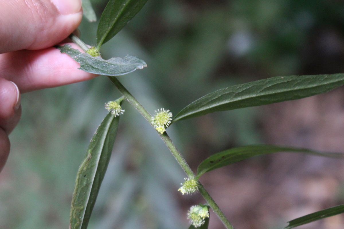 f:id:encyclopediaofweeds:20210929002858j:plain