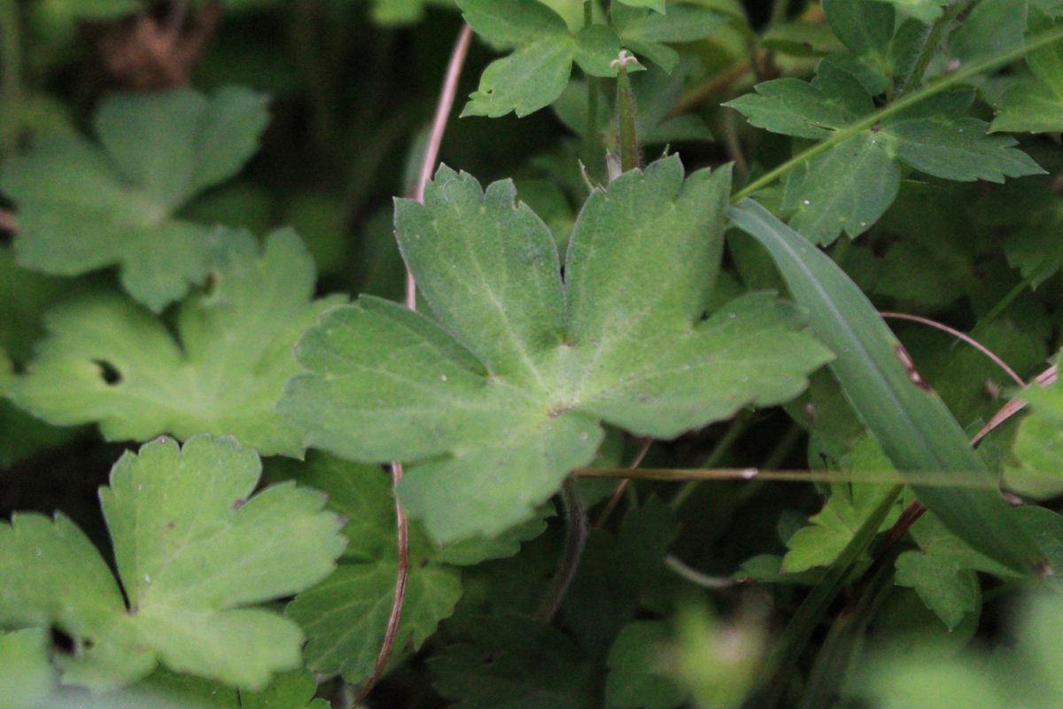 f:id:encyclopediaofweeds:20210929004150j:plain