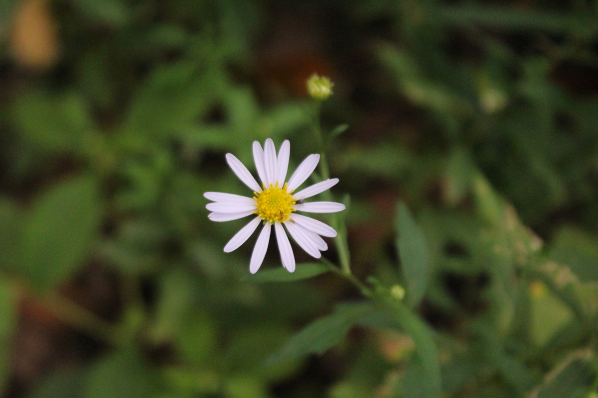 f:id:encyclopediaofweeds:20210929010428j:plain