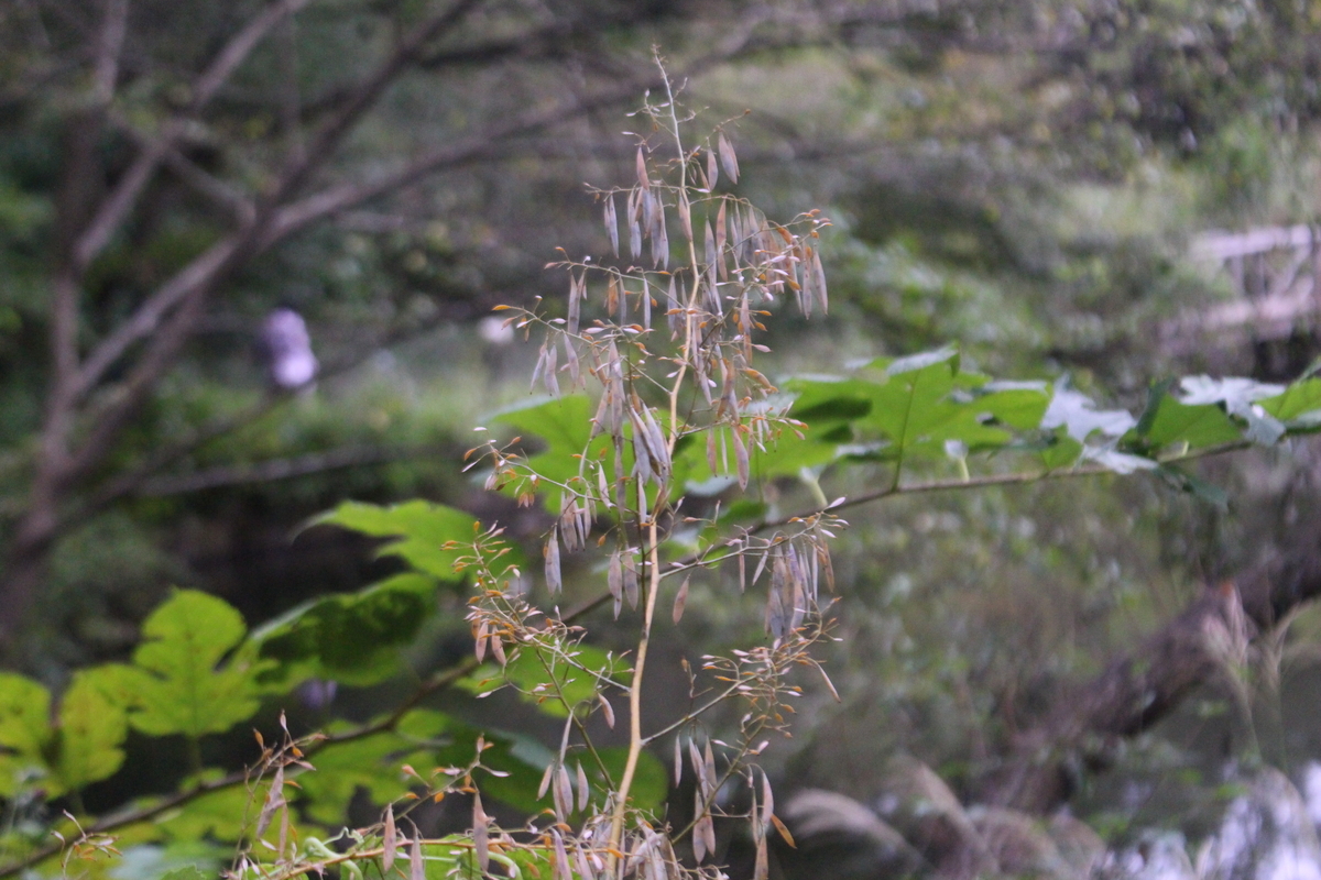 f:id:encyclopediaofweeds:20210929010519j:plain