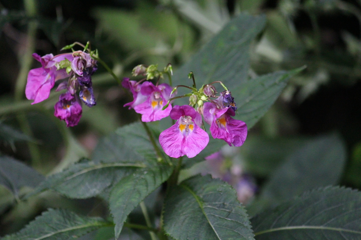 f:id:encyclopediaofweeds:20210929011553j:plain