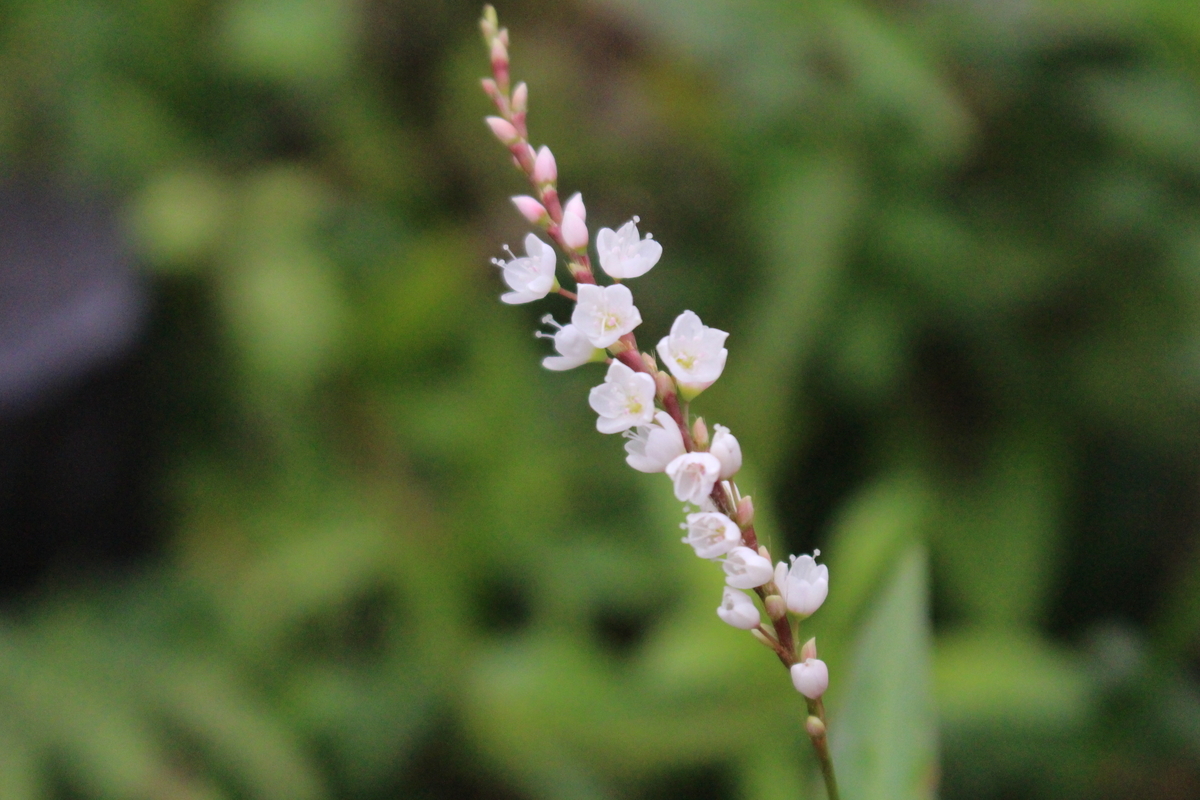 f:id:encyclopediaofweeds:20210929012929j:plain