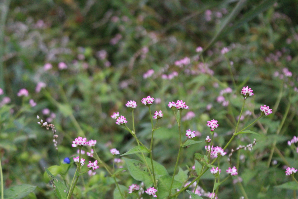 f:id:encyclopediaofweeds:20210929013227j:plain