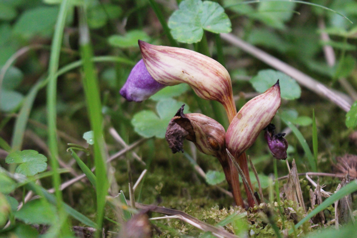 f:id:encyclopediaofweeds:20210929013929j:plain