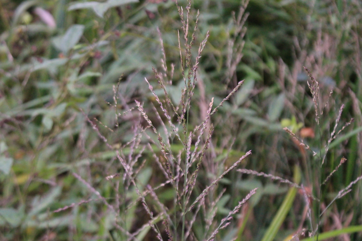 f:id:encyclopediaofweeds:20210929014037j:plain