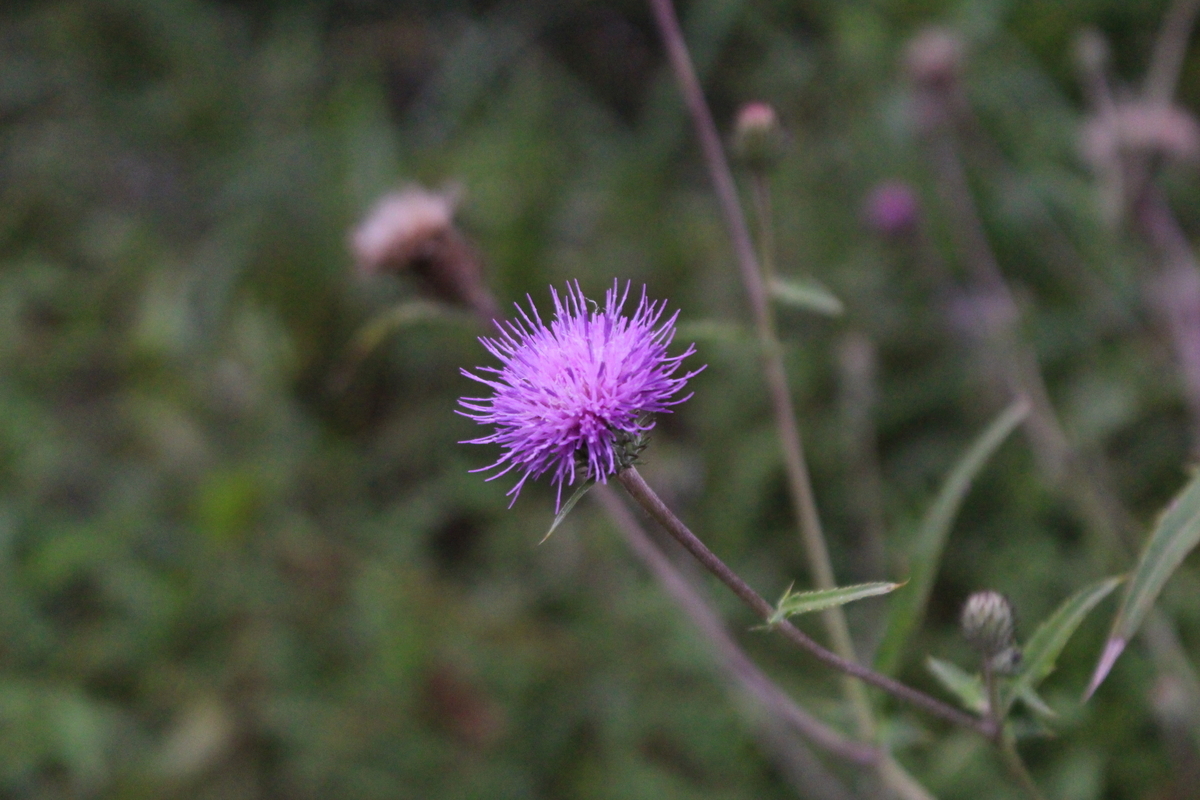 f:id:encyclopediaofweeds:20210929014113j:plain