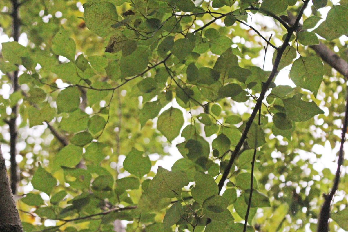 f:id:encyclopediaofweeds:20210929020121j:plain