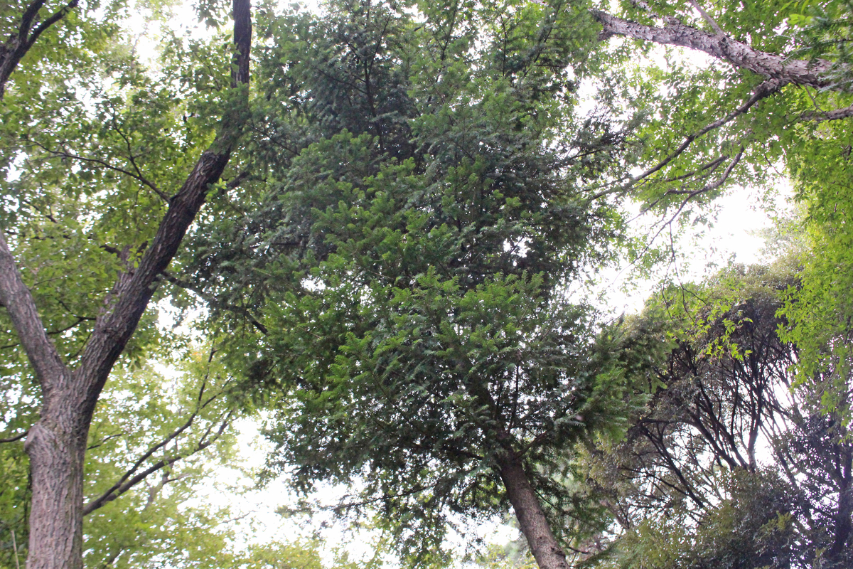 f:id:encyclopediaofweeds:20210929020352j:plain