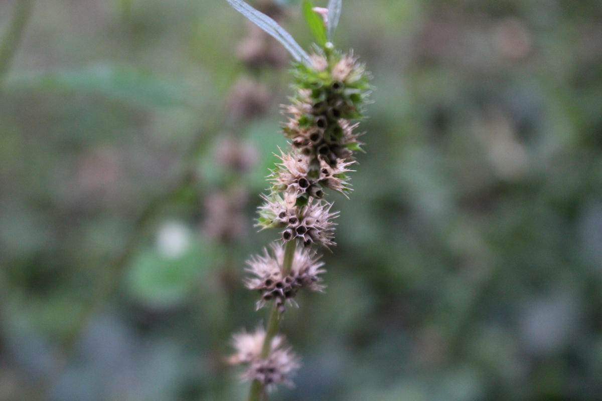f:id:encyclopediaofweeds:20210929020652j:plain