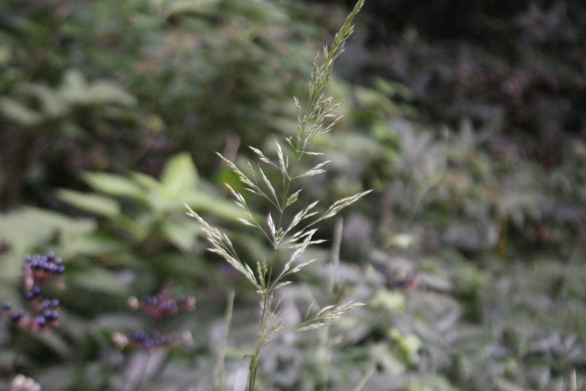 f:id:encyclopediaofweeds:20210929020925j:plain