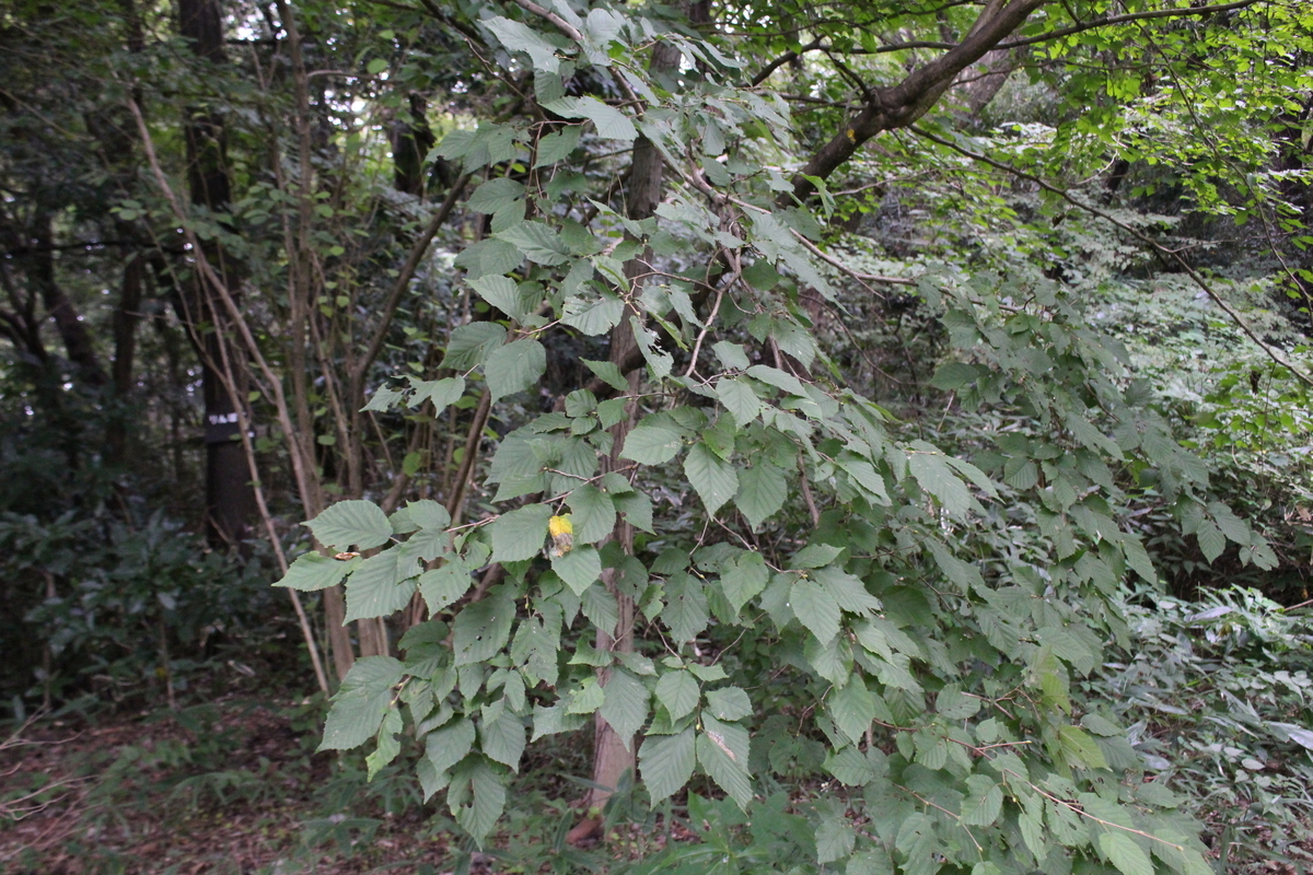 f:id:encyclopediaofweeds:20210929021106j:plain