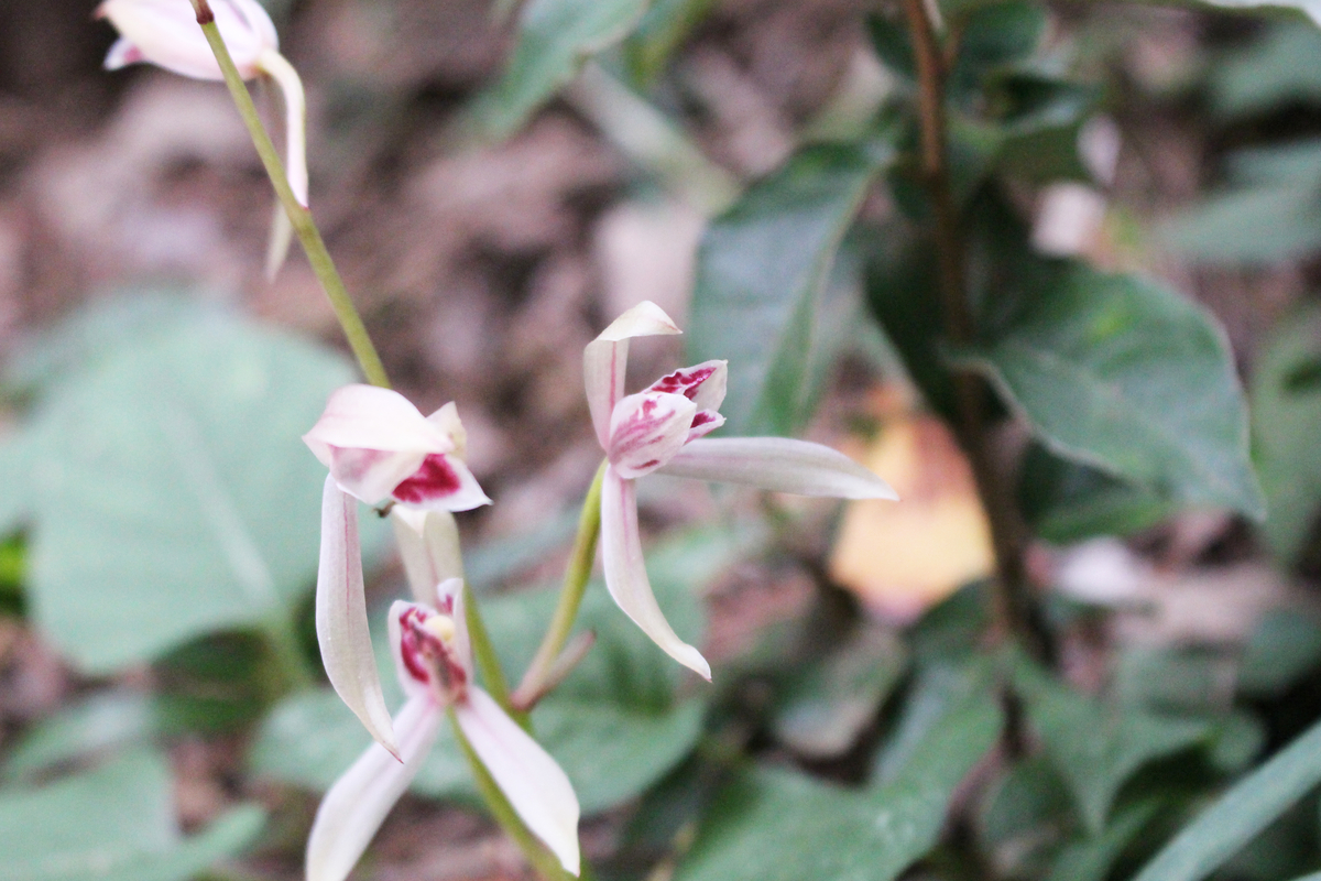 f:id:encyclopediaofweeds:20210929021444j:plain