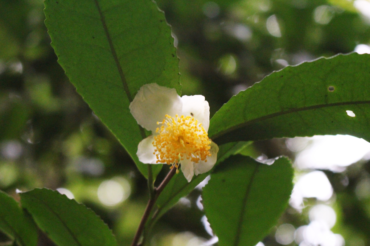 f:id:encyclopediaofweeds:20210929022013j:plain