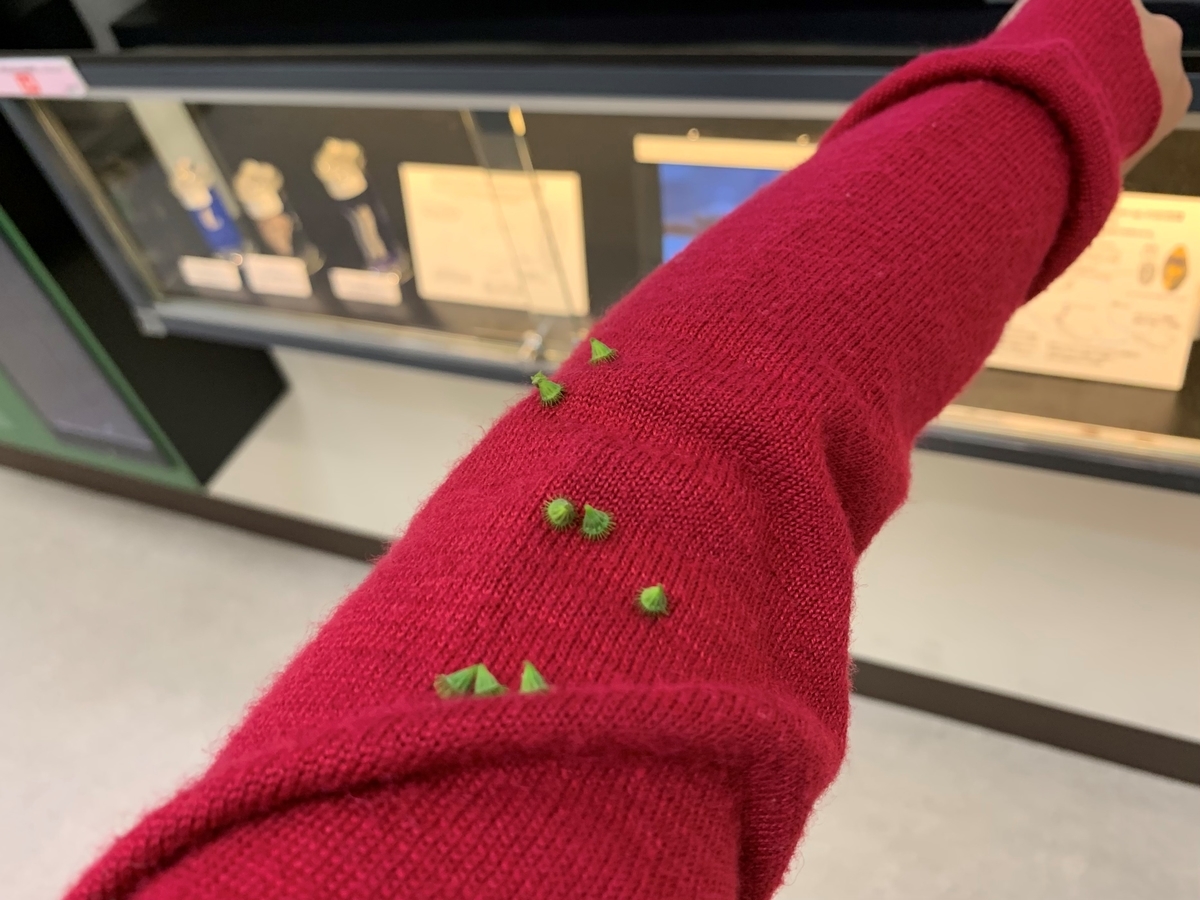 f:id:encyclopediaofweeds:20210929022325j:plain
