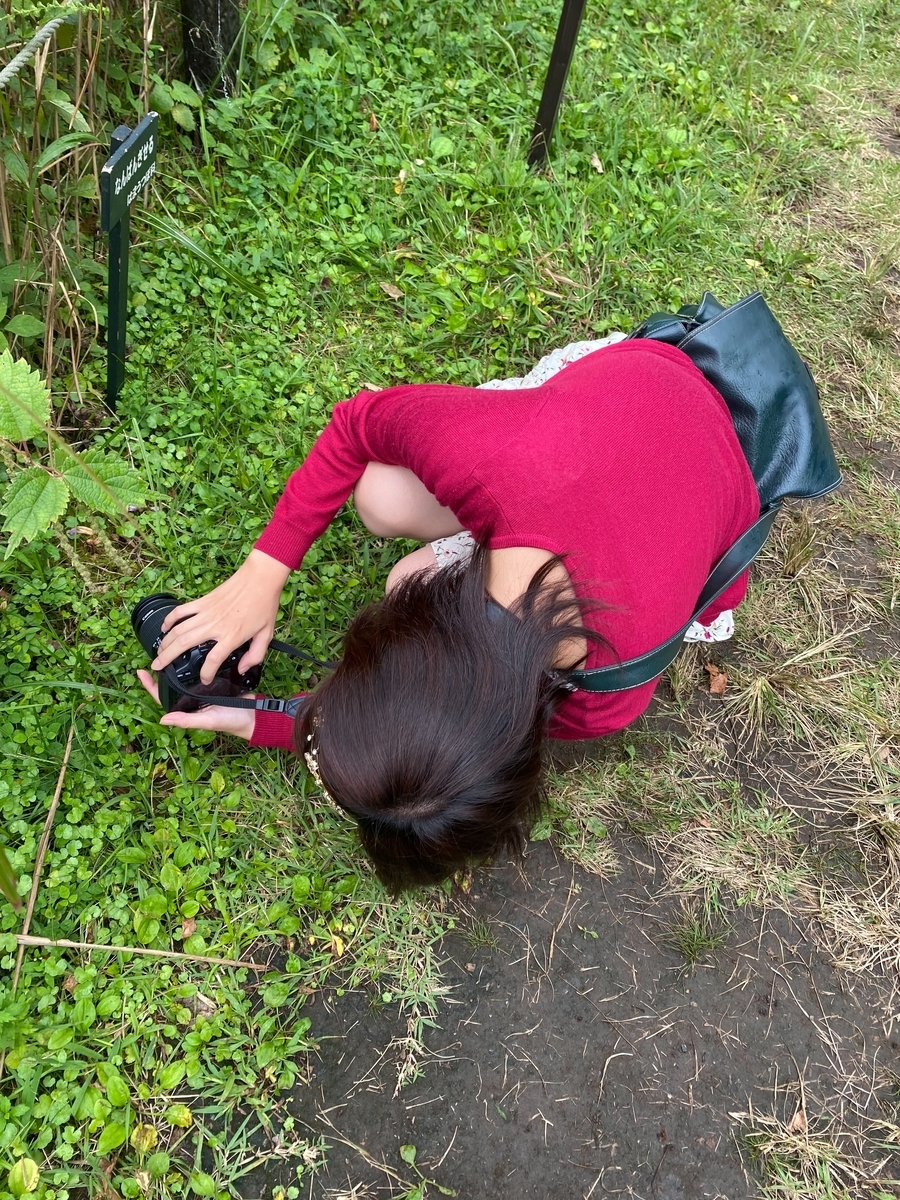f:id:encyclopediaofweeds:20210929022530j:plain