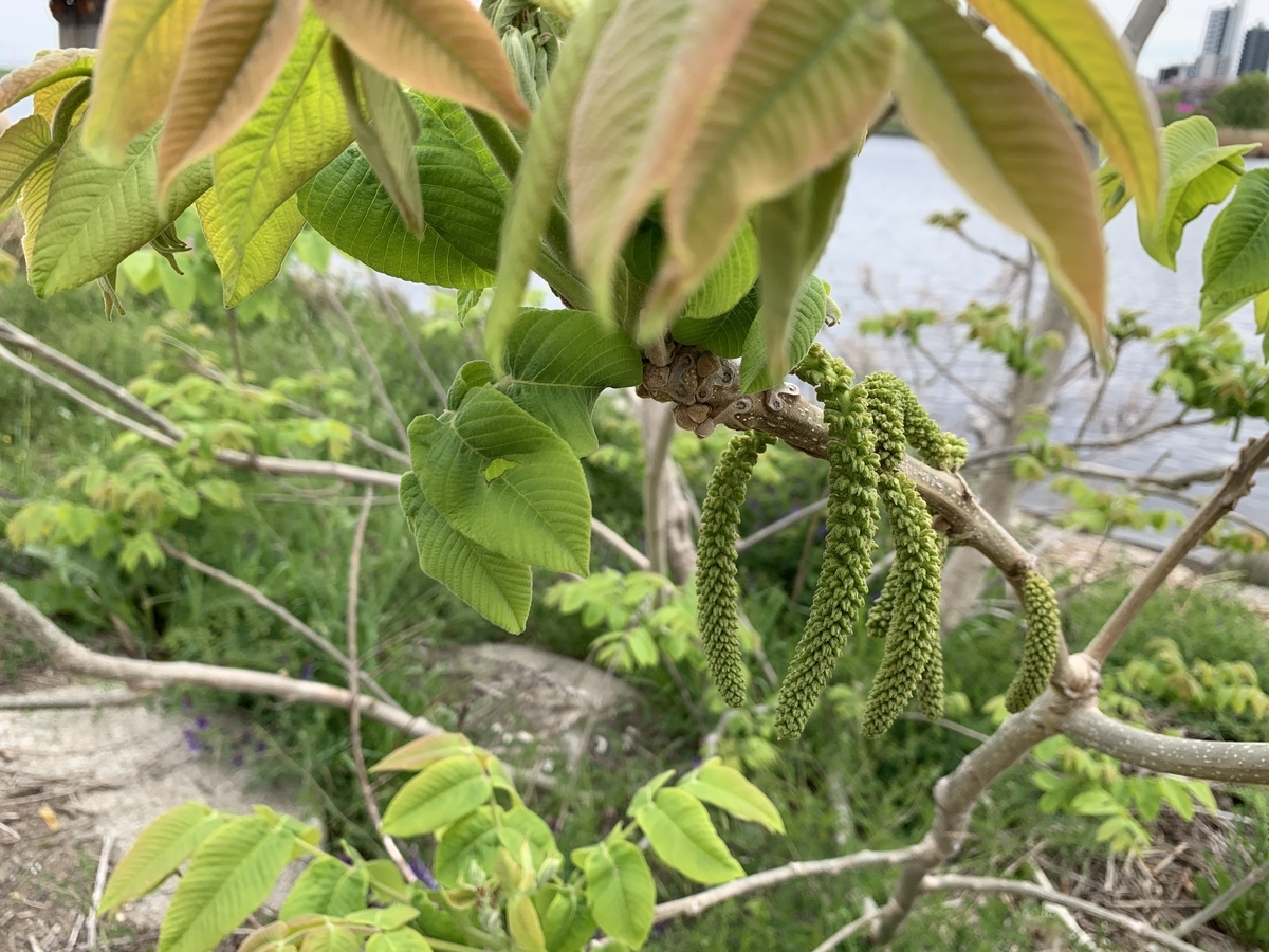 f:id:encyclopediaofweeds:20211018004729j:plain