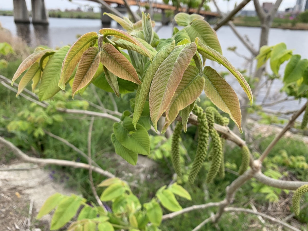 f:id:encyclopediaofweeds:20211018004831j:plain